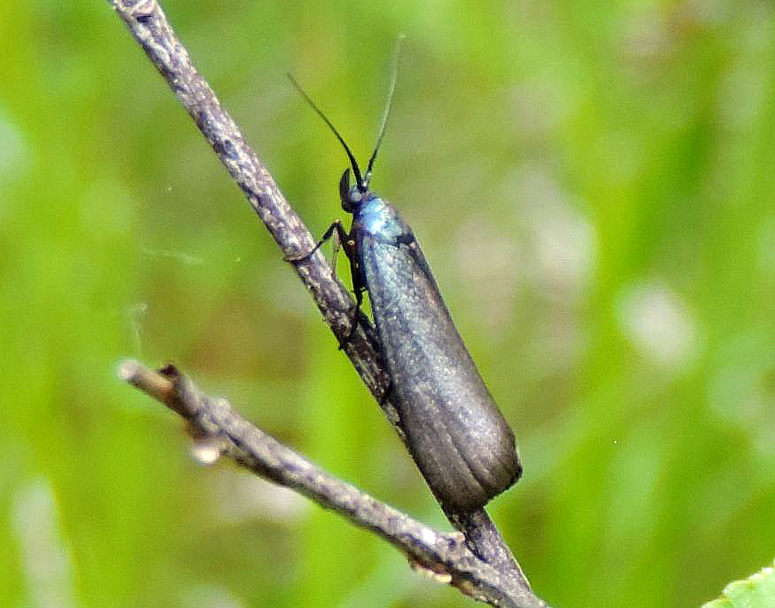 Zygaenidae? No, Pyralidae: Lymphia chalybella (Cfr)